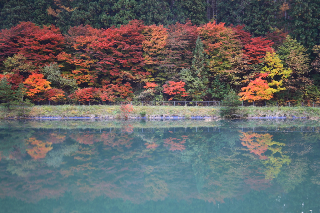 紅葉色付