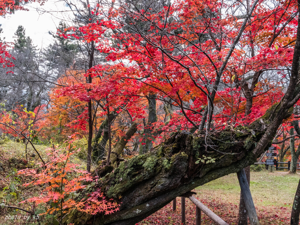 高遠城址公園の紅葉1