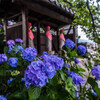 法船寺の紫陽花1