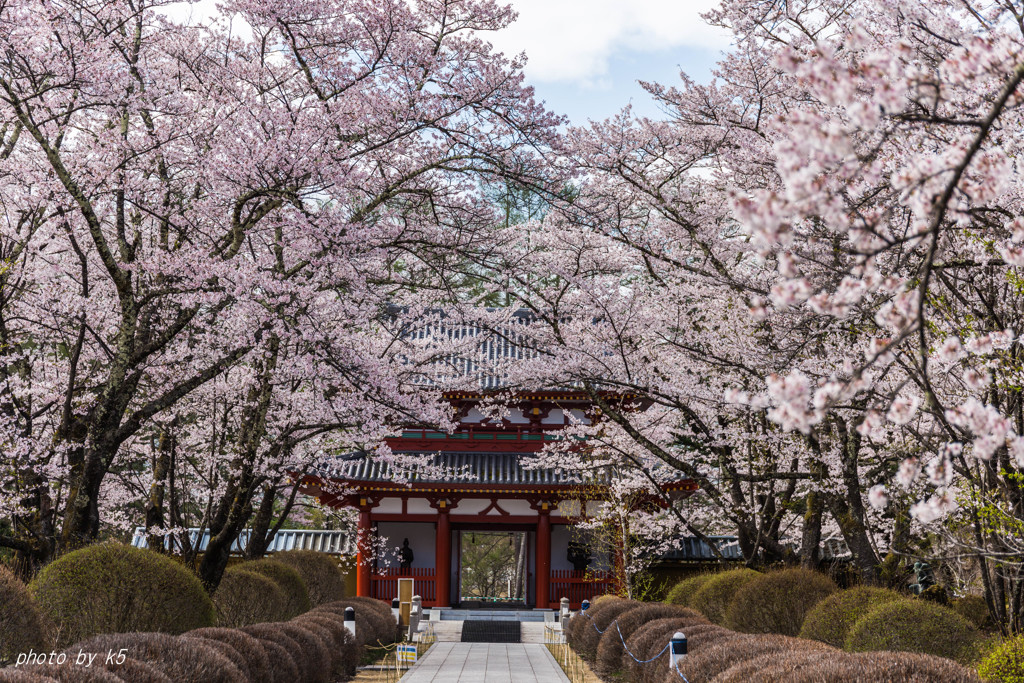 聖光寺の桜2