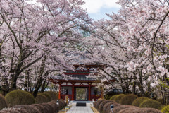 聖光寺の桜2