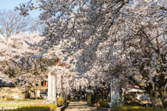 実相寺の桜