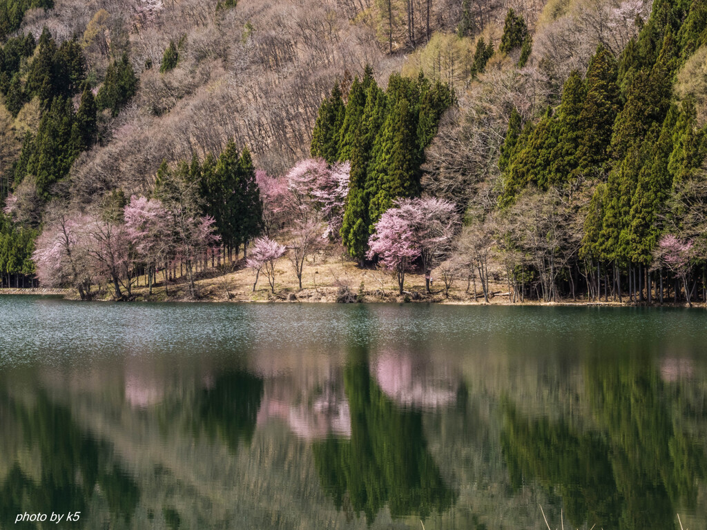 中綱湖のオオヤマザクラ