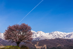 野平の一本桜3