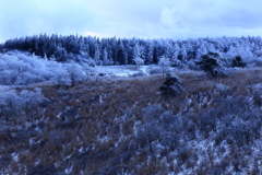 高ボッチ高原view2016.12.29-樹氷1