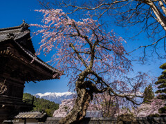 蔵沢寺の桜