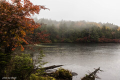 霧中の紅葉