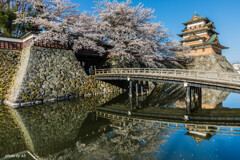 高島城の桜