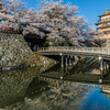 高島城の桜