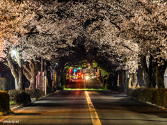 夜桜トンネル