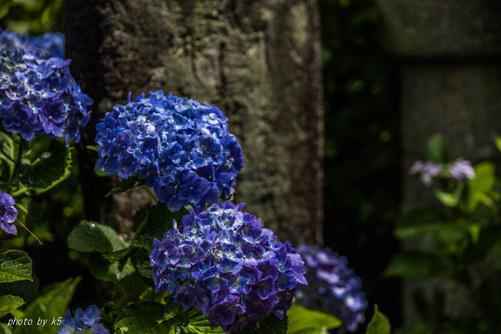 雨上がりの紫陽花2