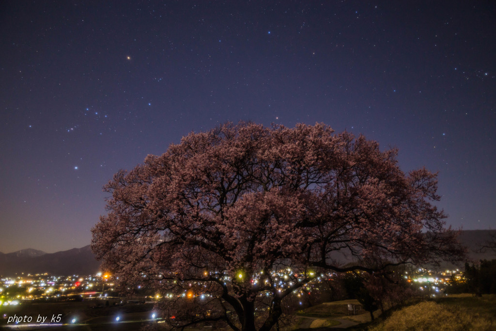 一本桜とオリオン座