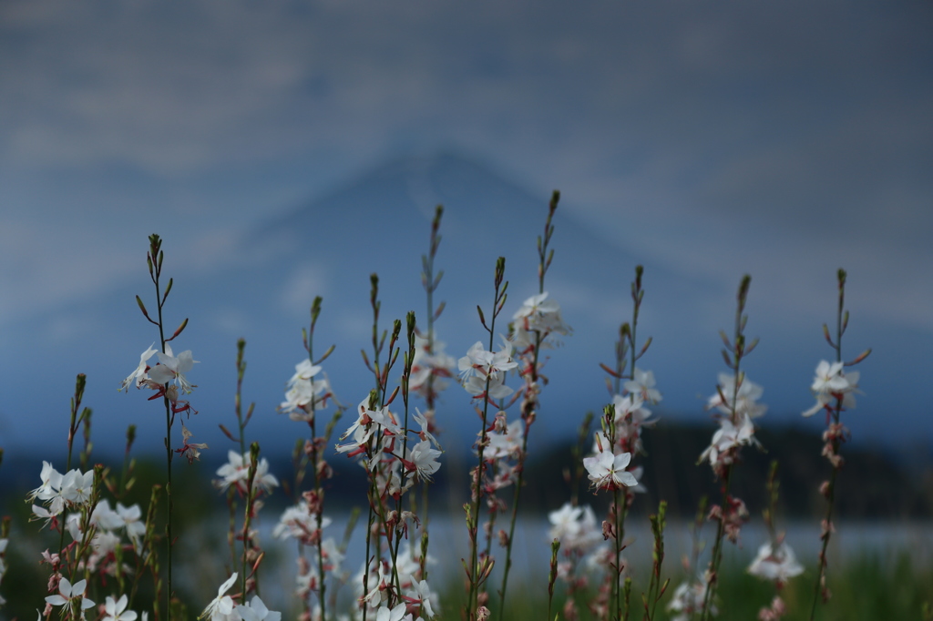 Mt.fuji～大石公園より1