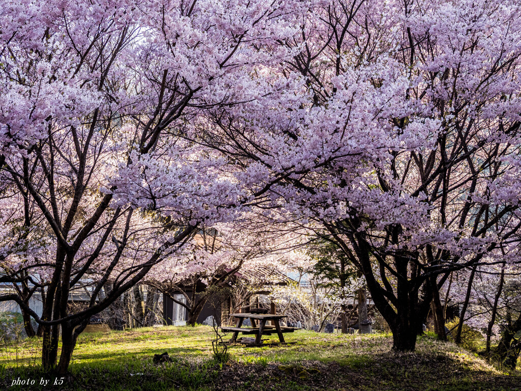 桜の下で