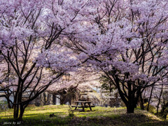 桜の下で