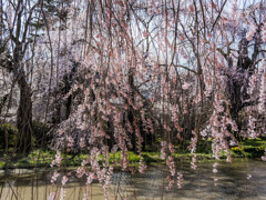 安養寺の枝垂れ桜