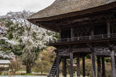 霊松寺の桜