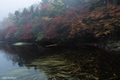 白駒の池【紅葉】