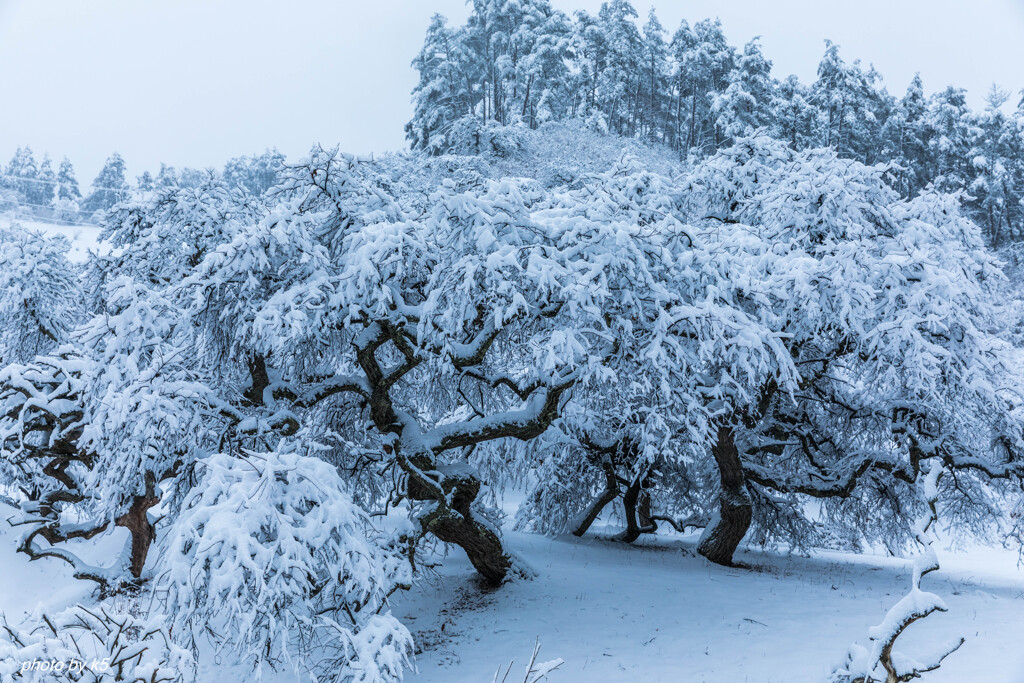 雪のしだれ栗