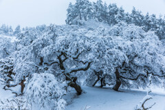 雪のしだれ栗