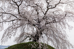 麻績の里石塚桜