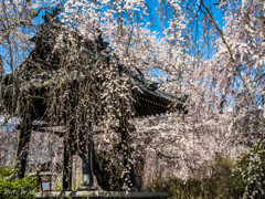 安養寺の鐘つき堂