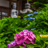 紫陽花１