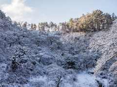 雪のしだれ栗3