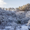 雪のしだれ栗3