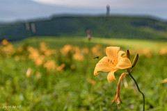 ニッコウキスゲとハチ