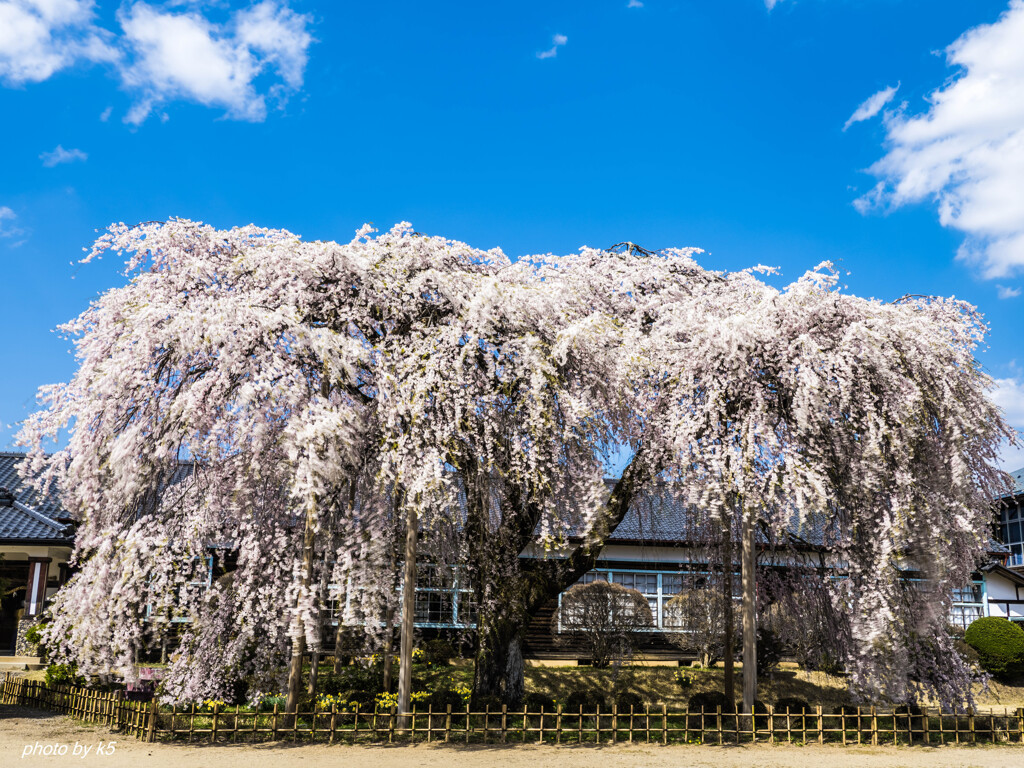 杵原学校の枝垂れ桜