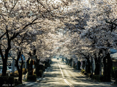 桜トンネル