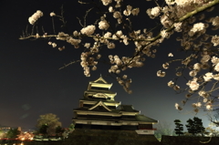 松本城夜桜4