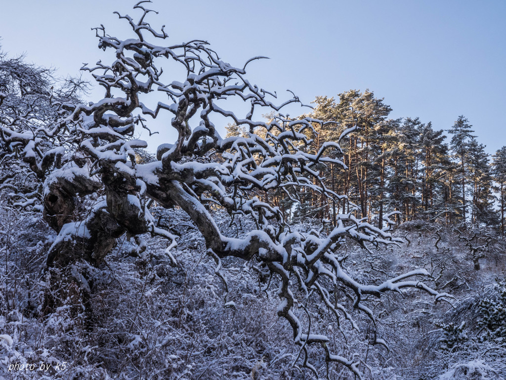 雪のしだれ栗2