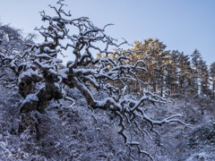 雪のしだれ栗2