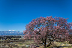 上の平の一本桜