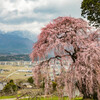 吉瀬の枝垂れ桜