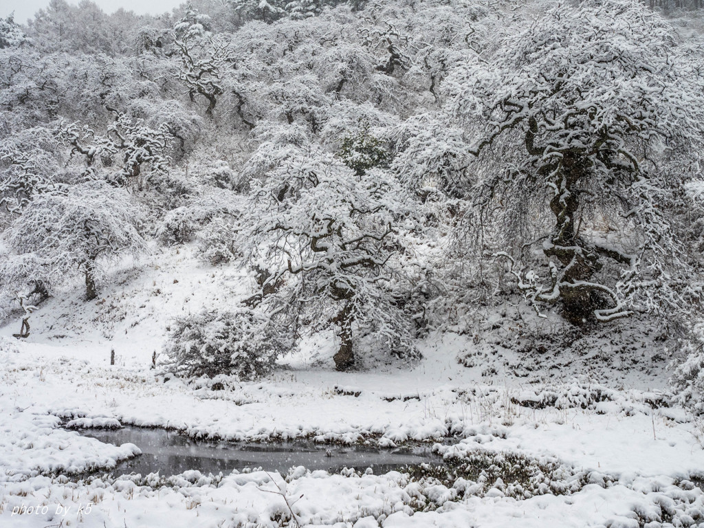 雪のしだれ栗