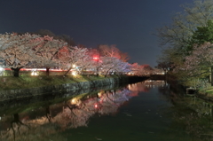 松本城夜桜1