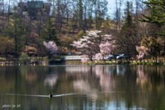鴨と桜