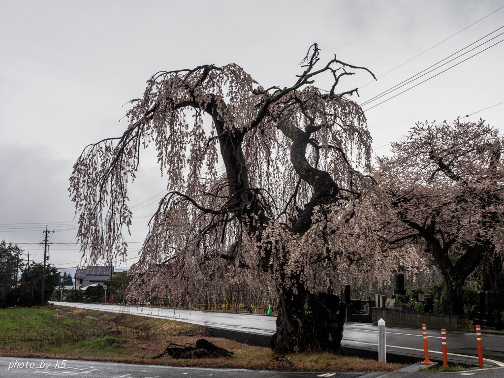 小倉のしだれ桜2