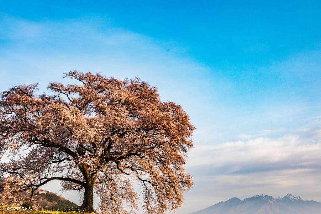 わに塚の桜と八ヶ岳
