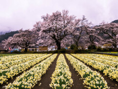 実相寺の桜