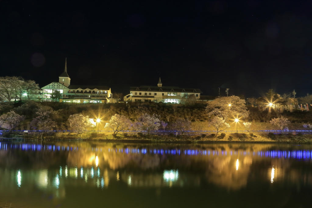 荒神山公園夜桜