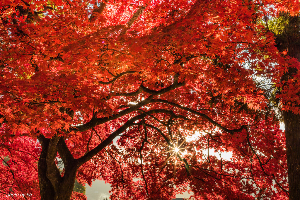 長円寺の紅葉