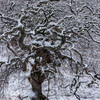 雪化粧