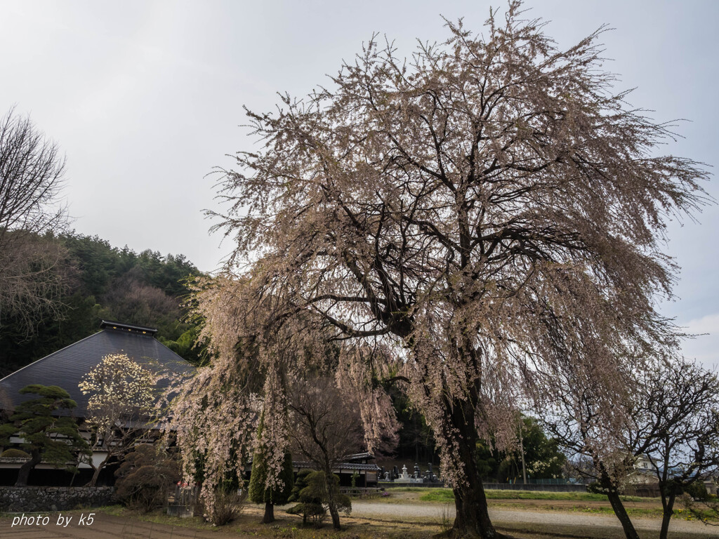 光輪寺の桜