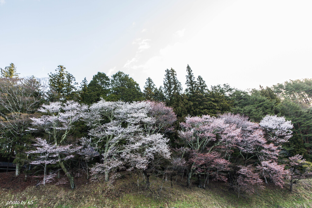 近所の桜