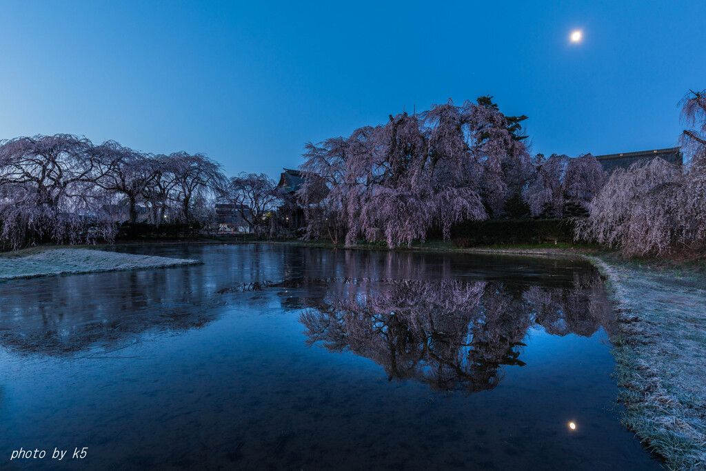 月と桜