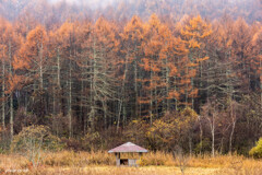 中牧湖の紅葉
